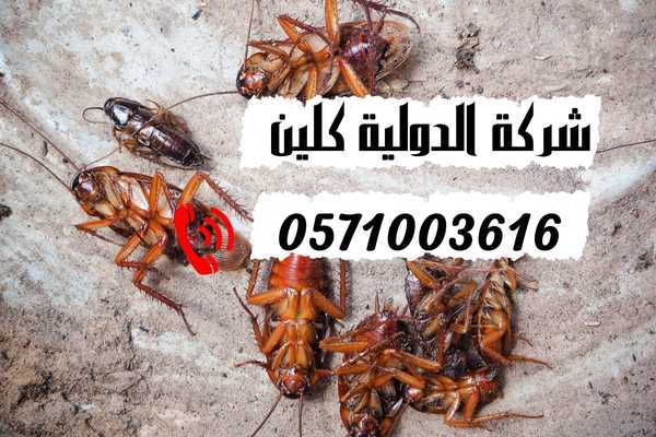 مكافحة الصراصير