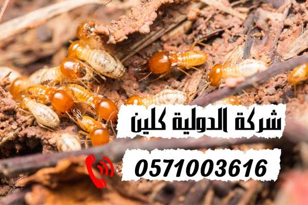 مكافحة النمل الابيض